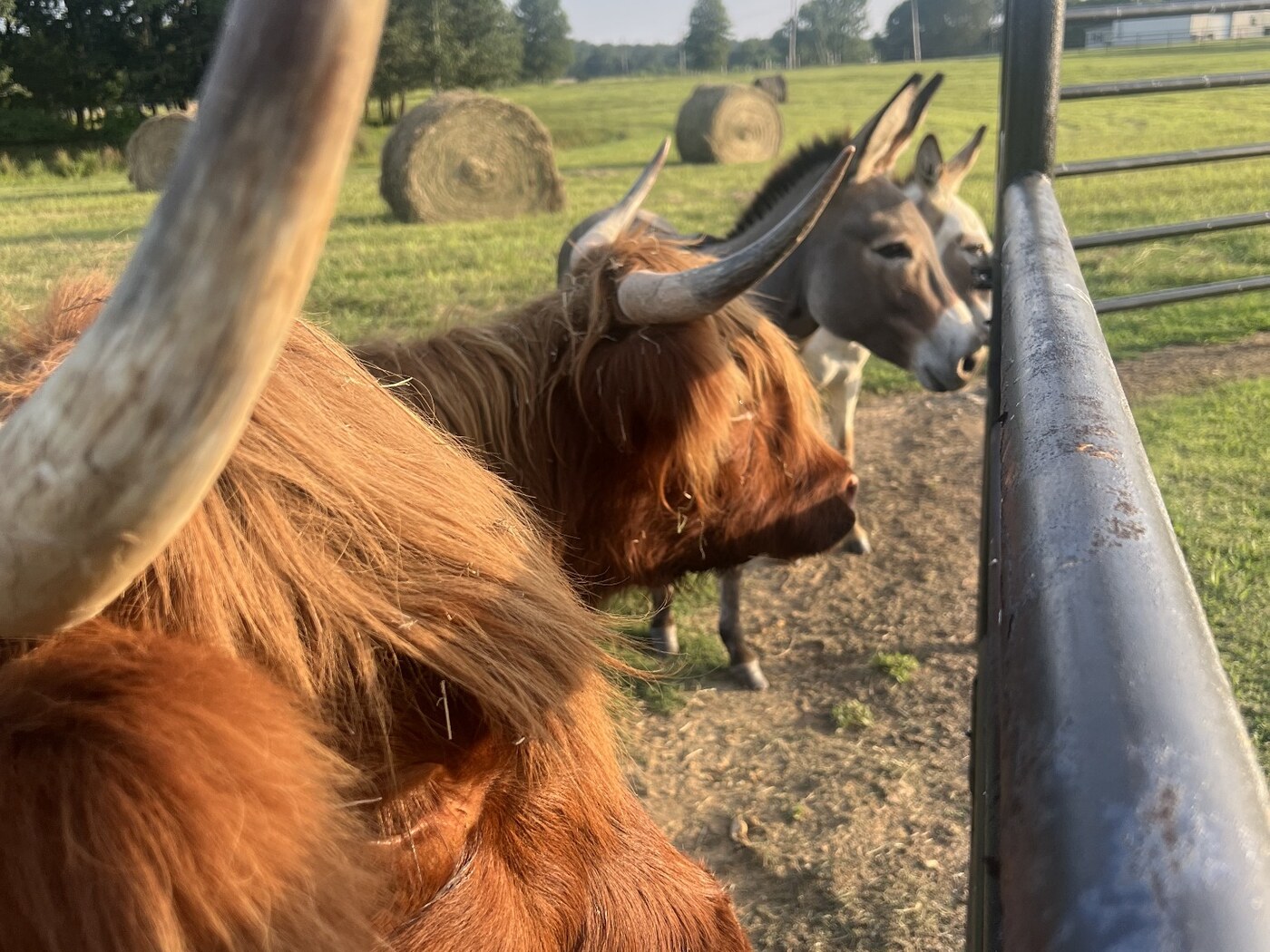 Highland cattle and donkeys gathered at the pasture fence