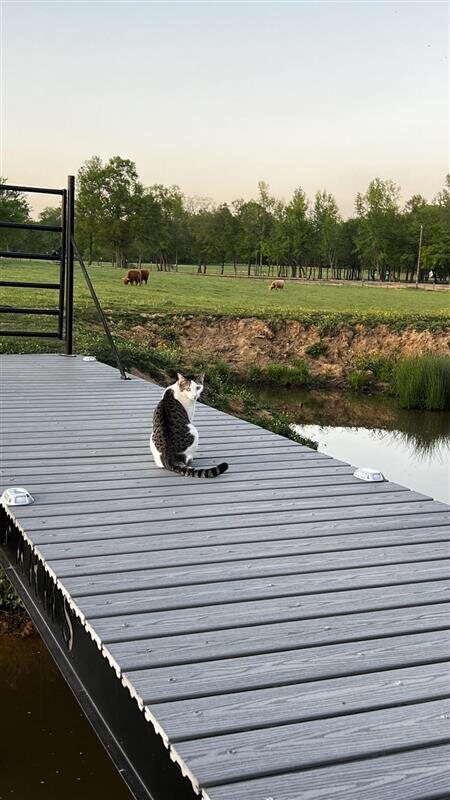 Farm cat sitting beside the pond