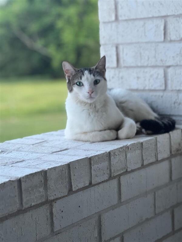 Farm cat resting on the porch