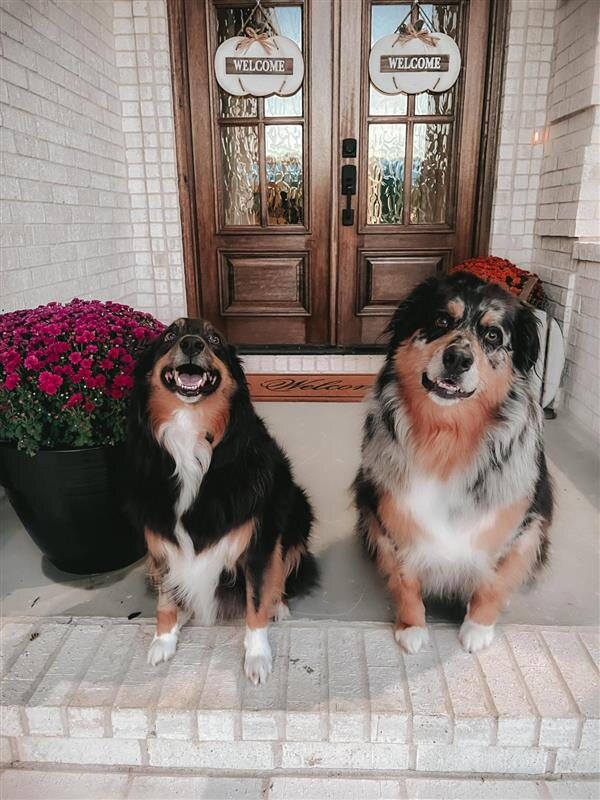 The farm's two Australian Shepherds sitting together