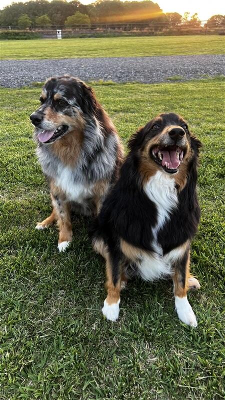 The farm's two Australian Shepherds outdoors