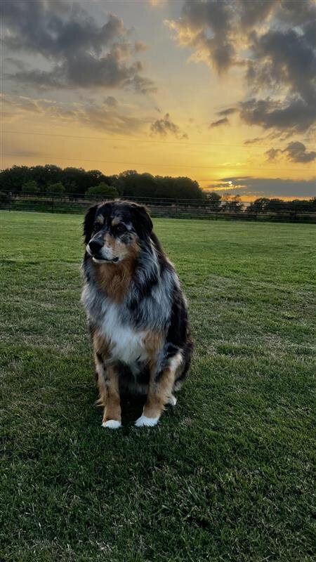 Blue merle Australian Shepherd at sunset