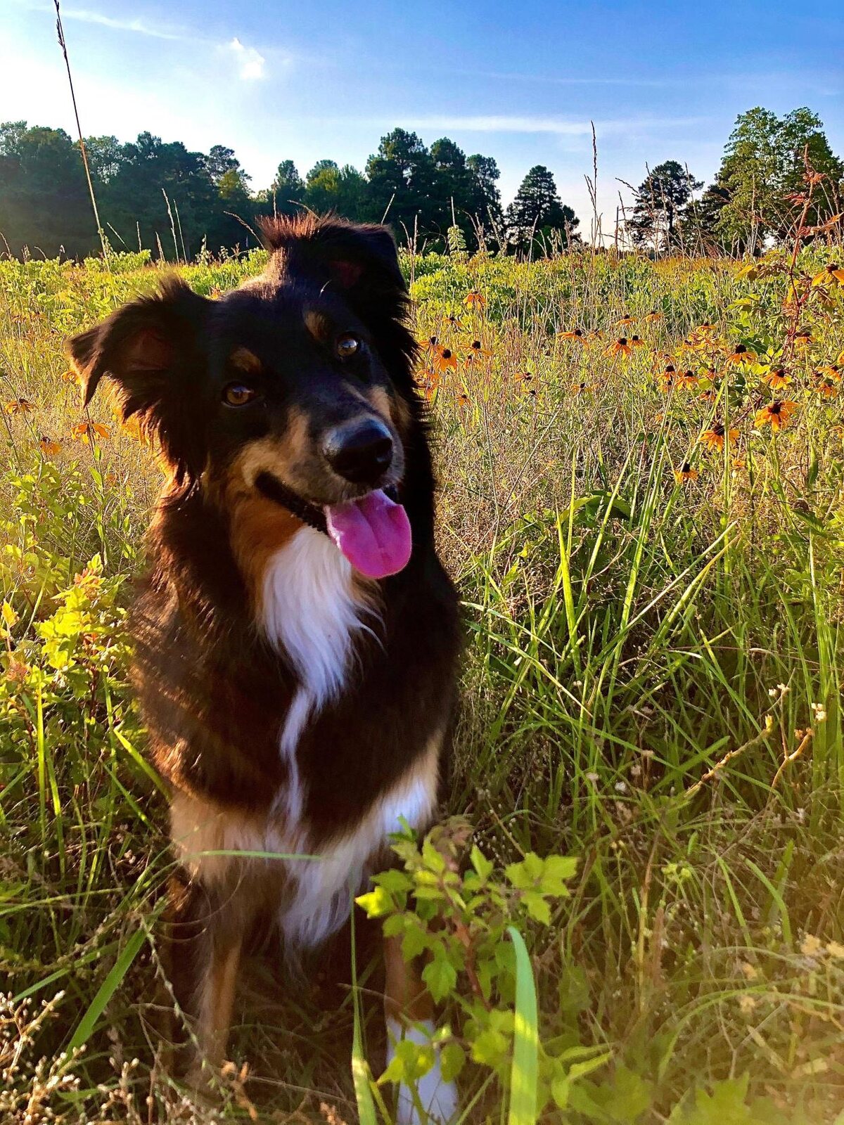 Black tri Australian Shepherd in a pasture