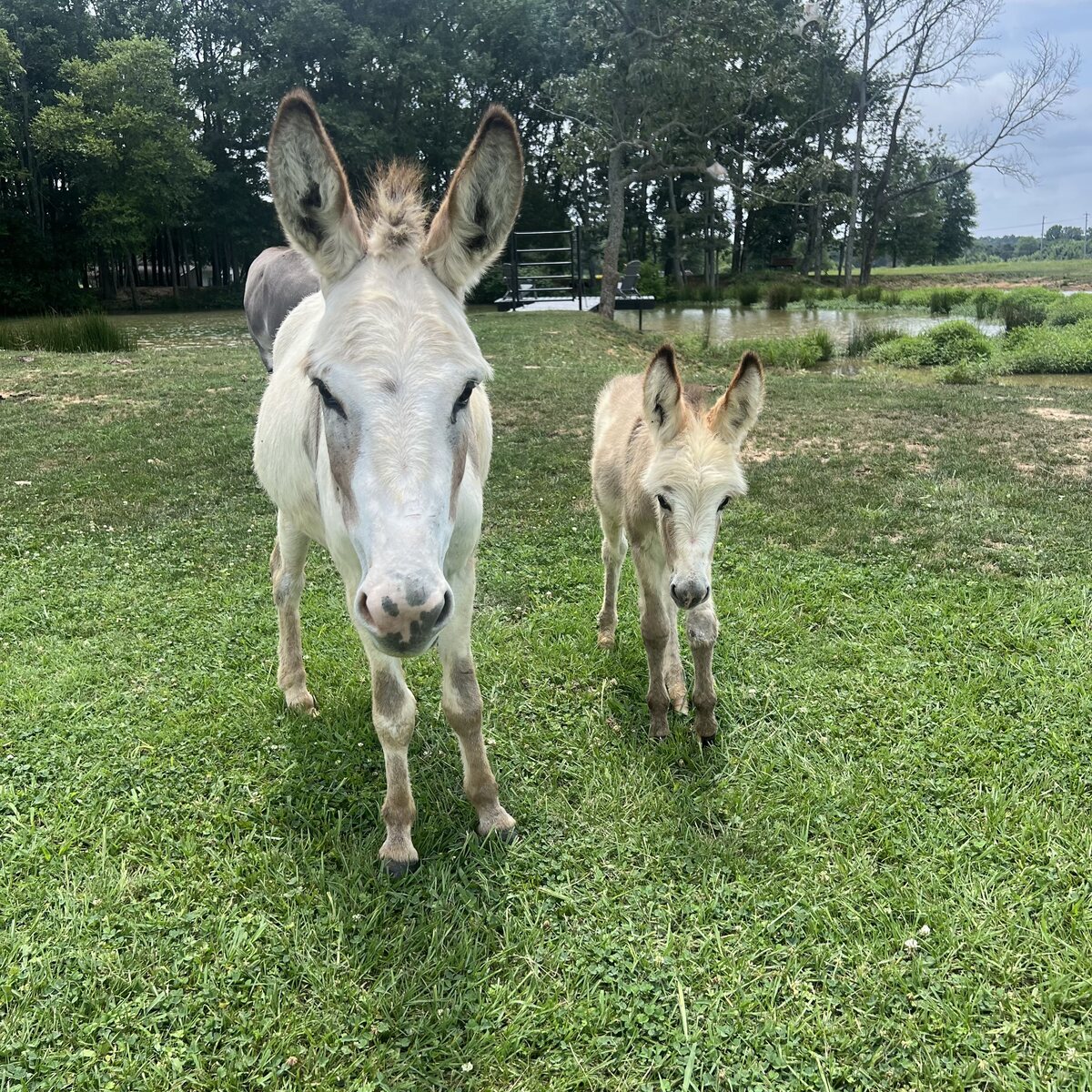 An adult donkey and foal standing together in the pasture