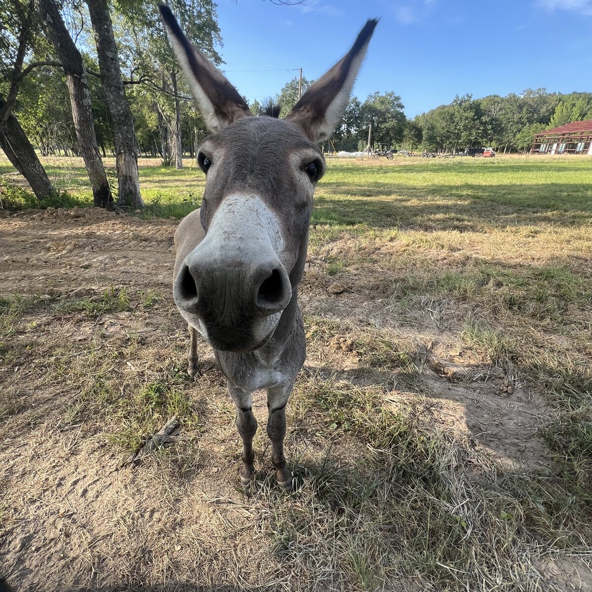 Gray donkey on the farm
