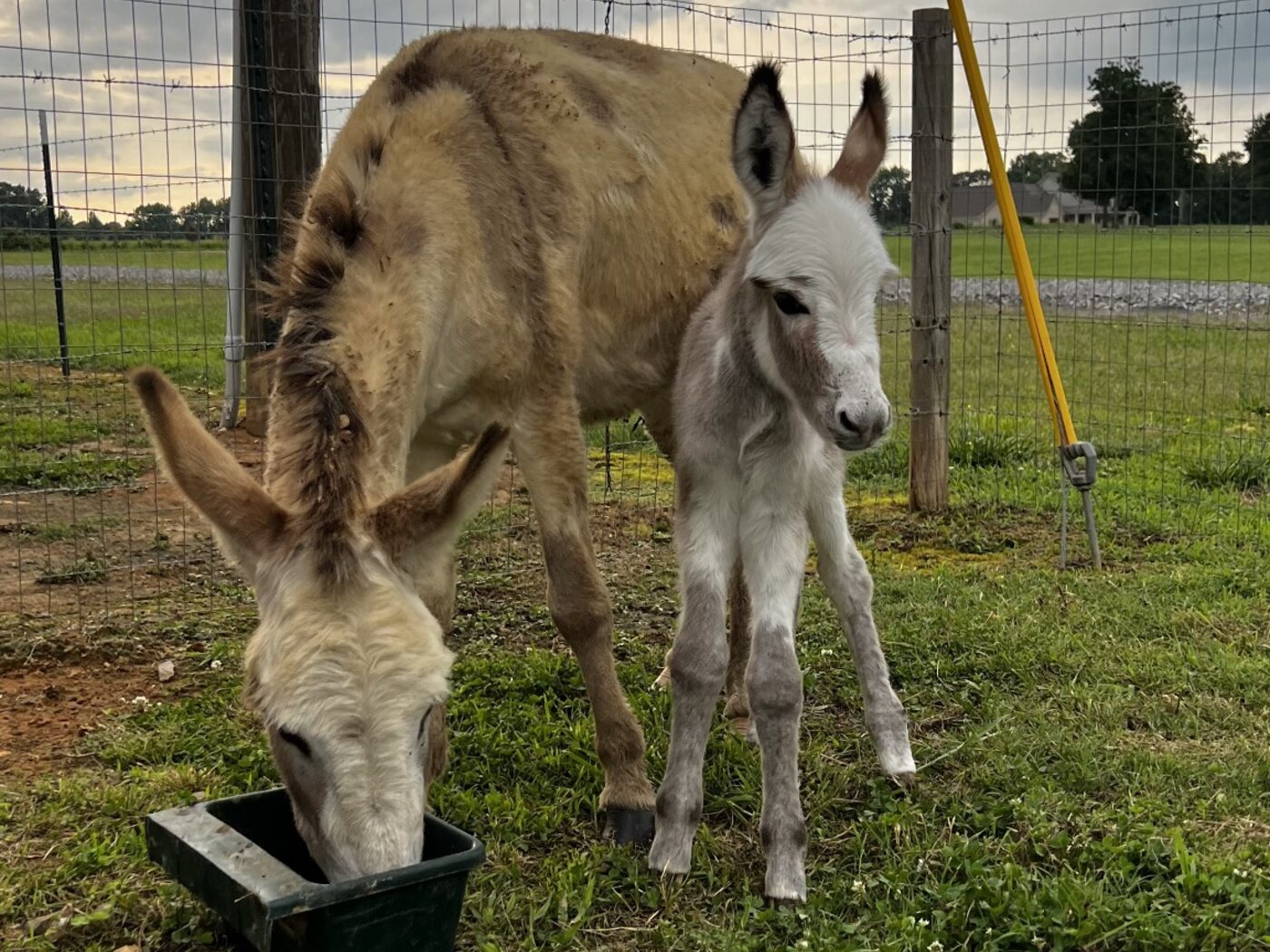 Two donkeys together on the farm