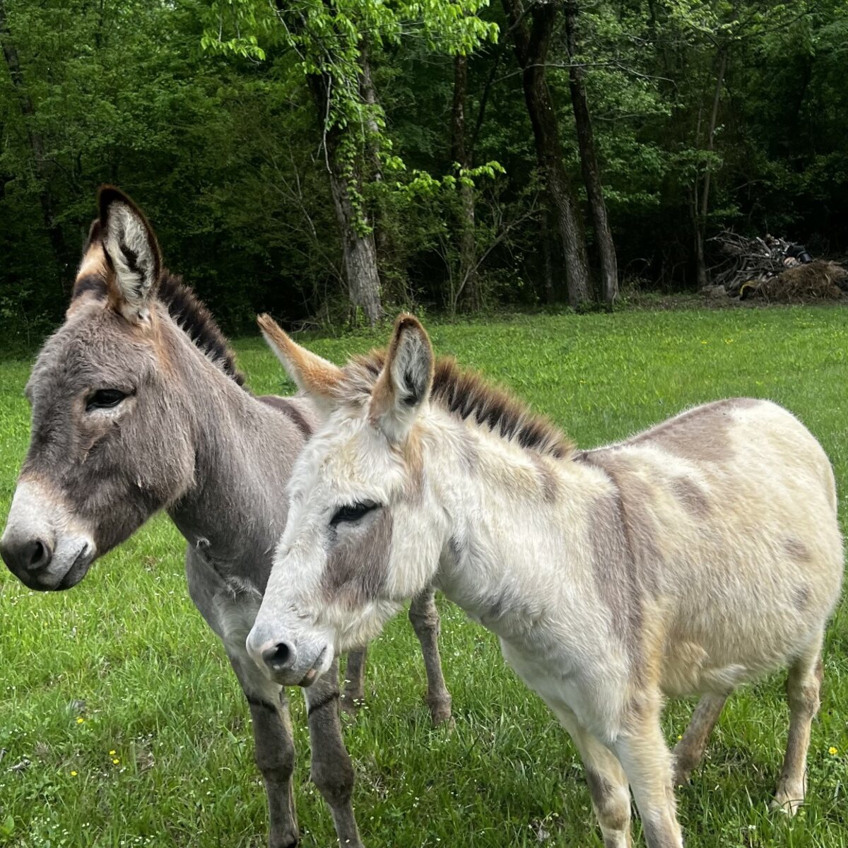 White donkey on the farm
