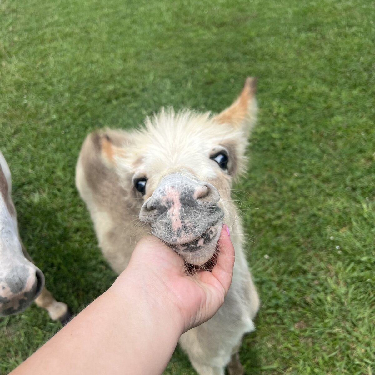 Young white donkey on the farm