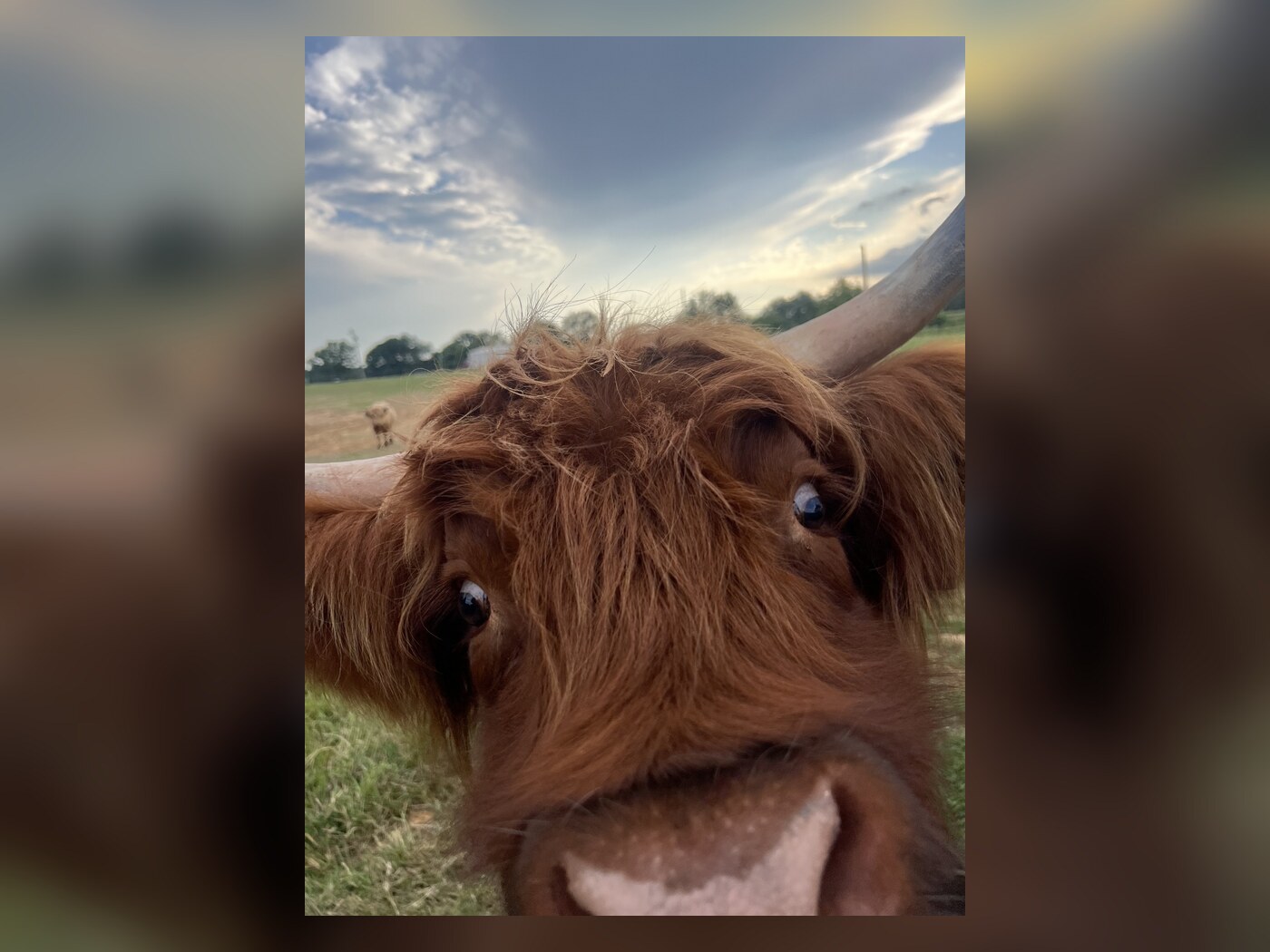 Close-up of Maggie in the pasture