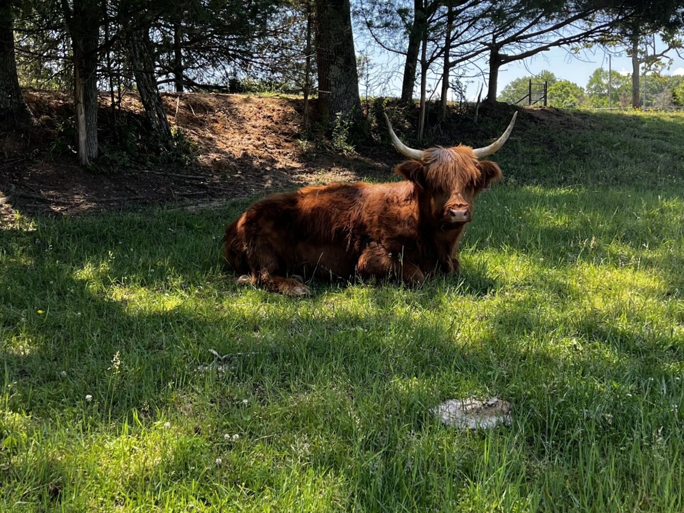 Maisie resting in the shade