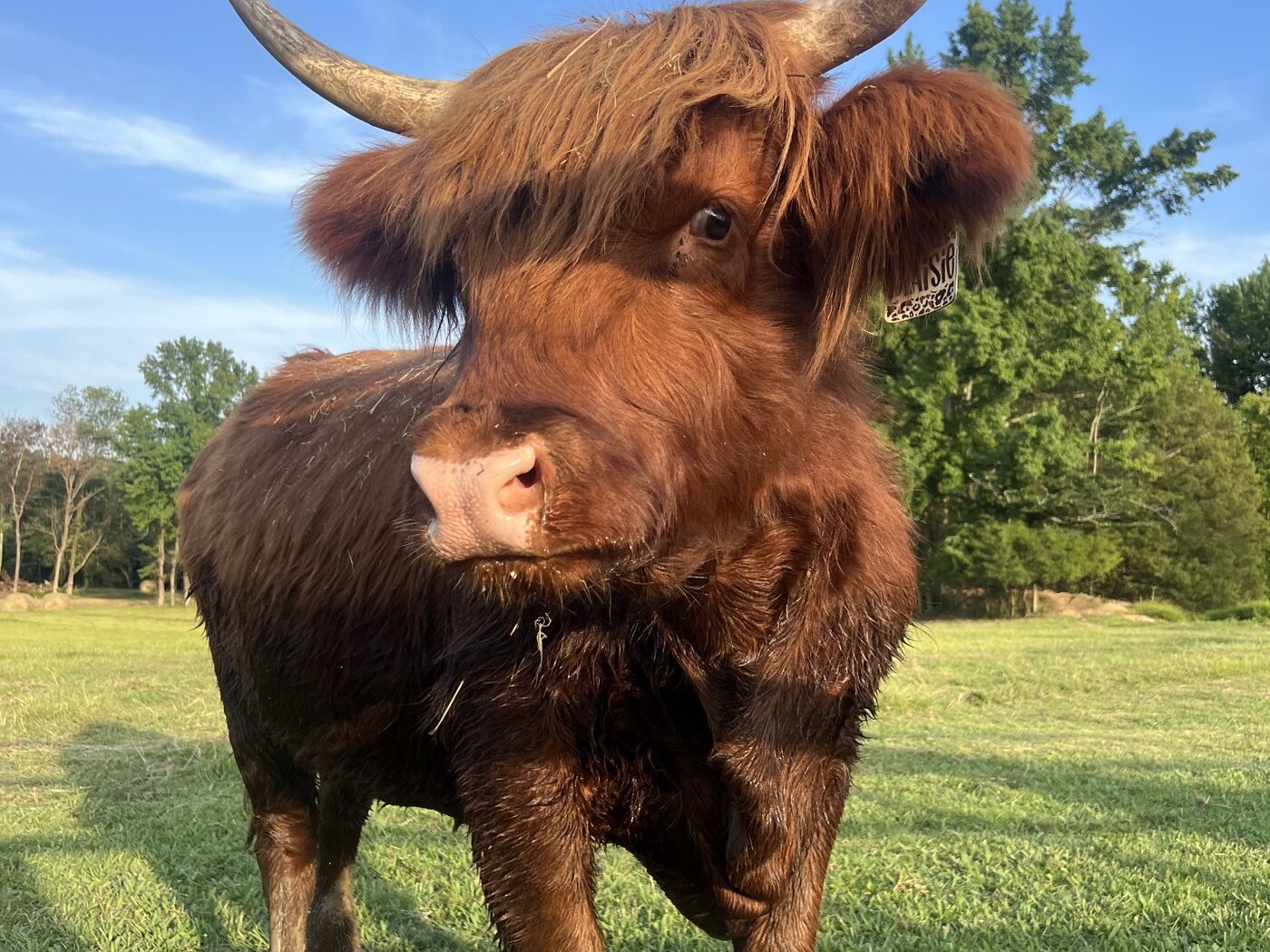Maisie standing in the pasture