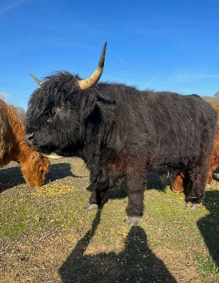 Maisie's black Highland sire
