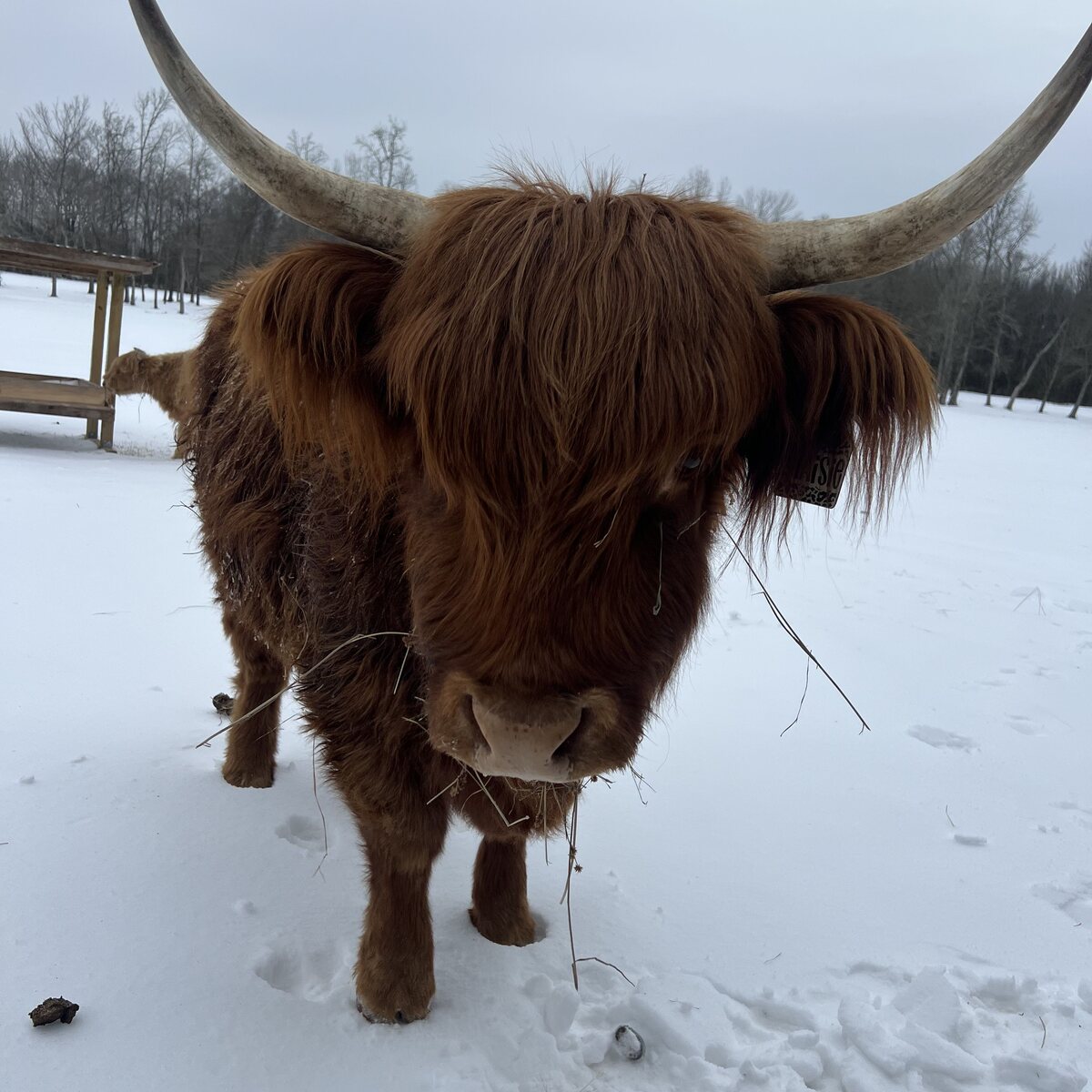 Maisie, a Highland heifer, standing in the snow