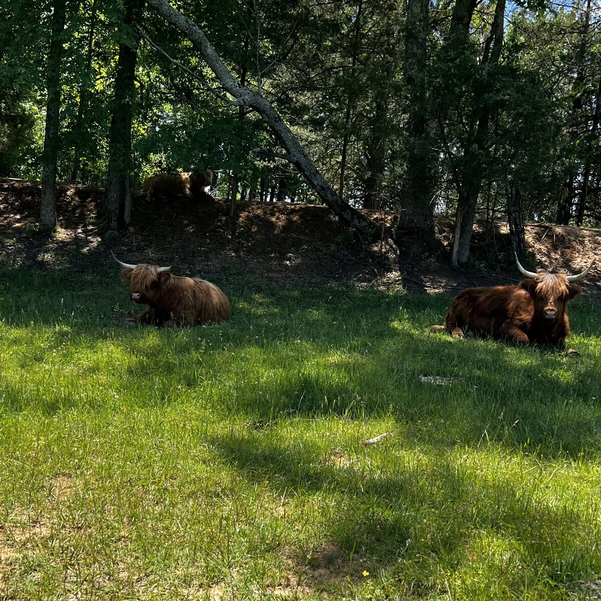 Highland cattle resting together in the shade