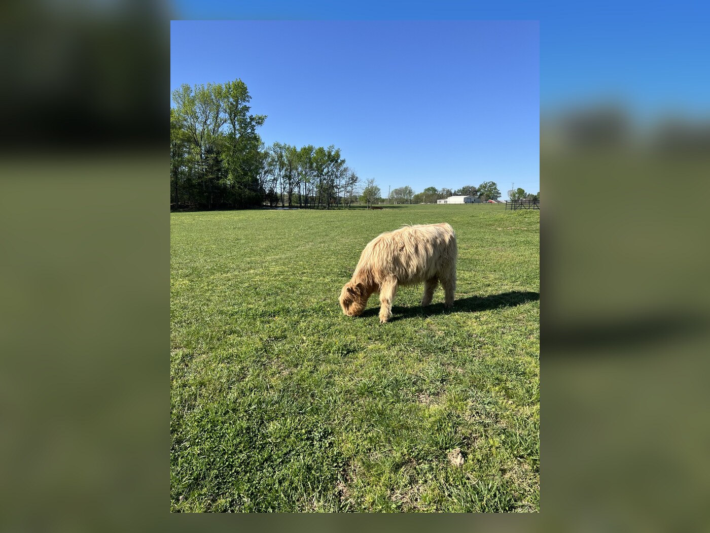 Waylon grazing in the pasture